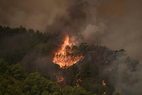 Waldbrand auf Teneriffa