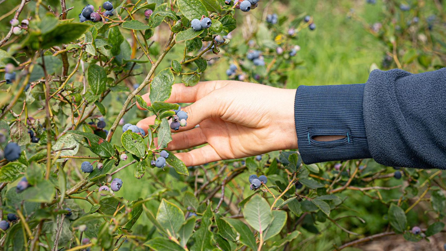 Männerhand pflückt Heidelbeeren