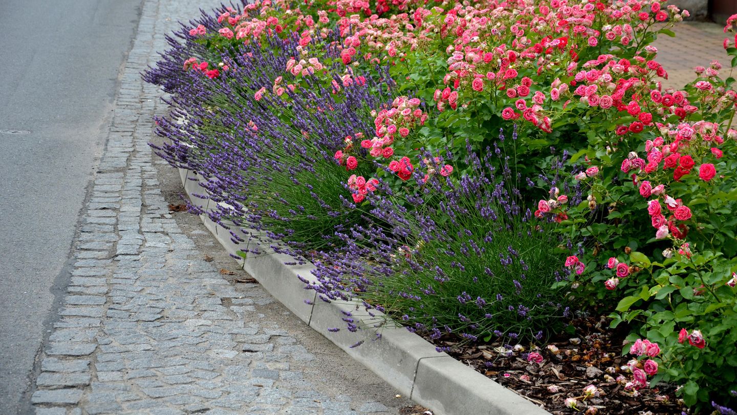 Bodendeckerrosen am Straßenrand in Kombination mit Lavendel