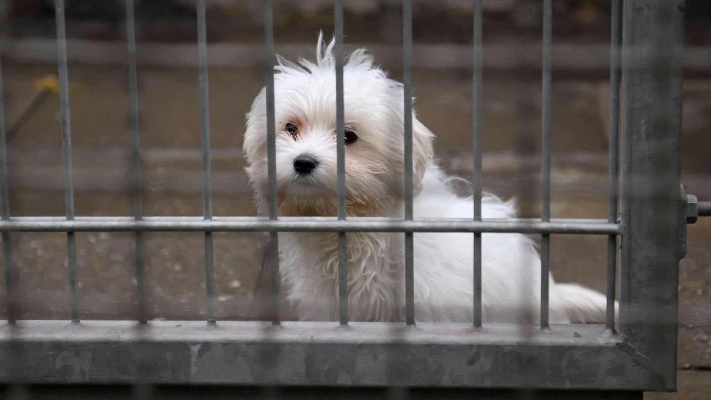 In ganz Deutschland: Hundsmiserable Lage &ndash; diese Tierheime haben schon Aufnahmestopps verh&auml;ngt