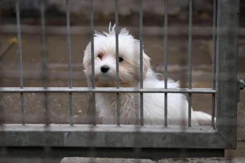 Ein kleiner weißer Hund im Tierheim