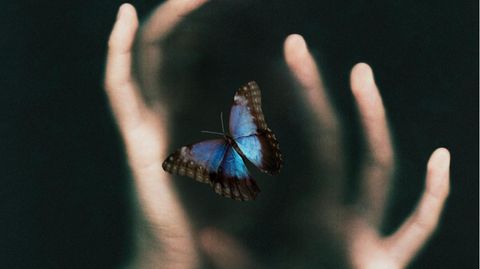 Zwei Hände, die einen Schmetterling umfassen