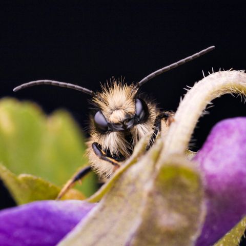 Biene auf lilafarbener Blüte