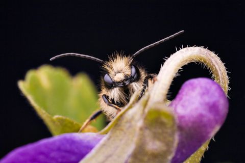 Biene auf lilafarbener Blüte