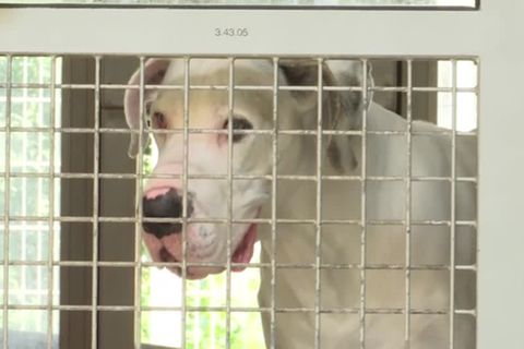 Video: Tierheim ächzt unter "Haustierflut" nach Corona