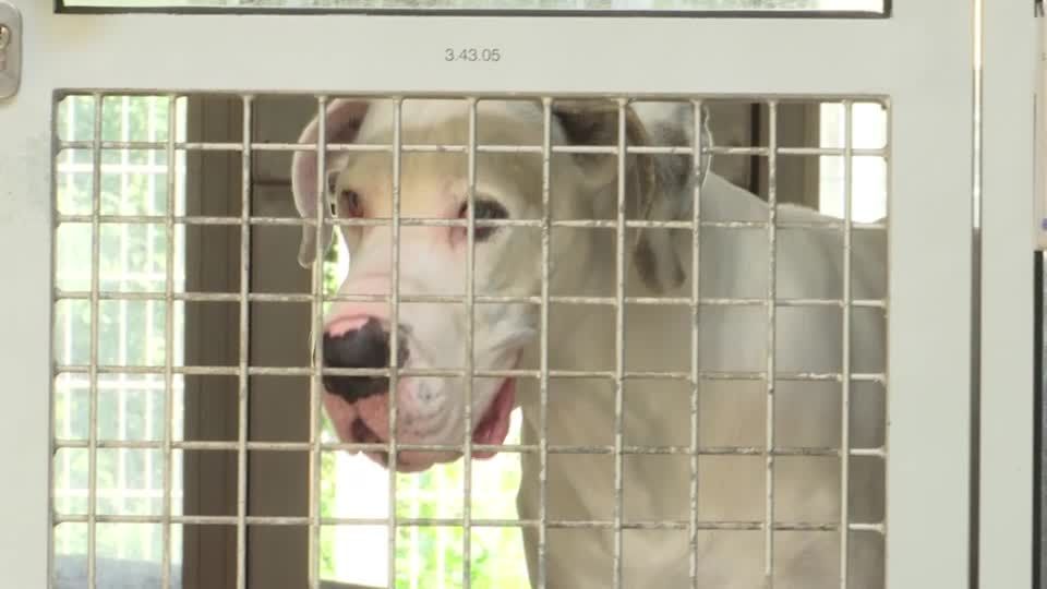 Video: Tierheim ächzt unter "Haustierflut" nach Corona