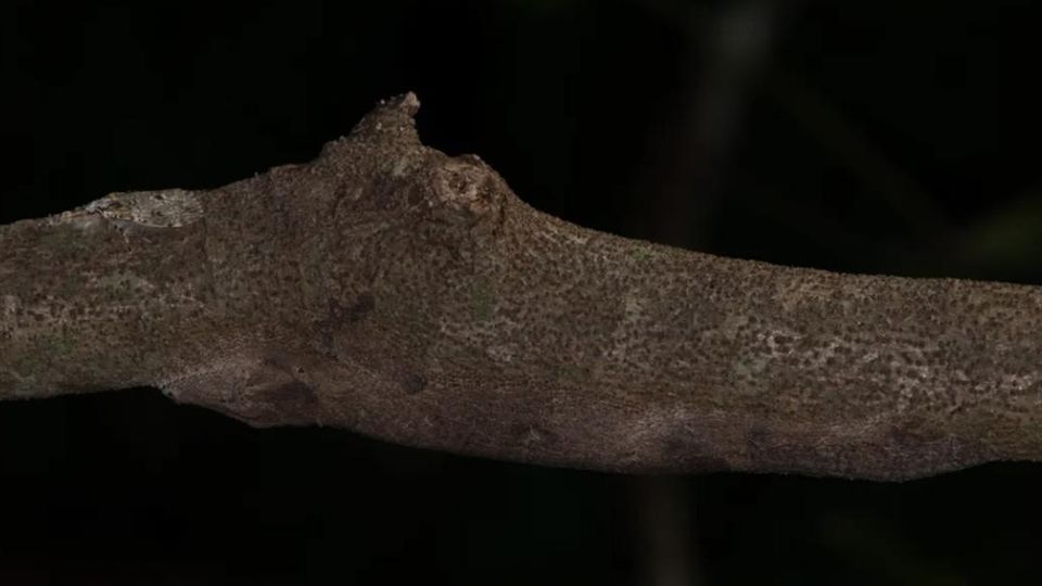 Meister der Tarnung: Erkennen Sie die neue Gecko-Art in diesem Foto?