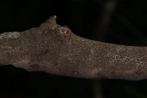 Meister der Tarnung: Erkennen Sie die neue Gecko-Art in diesem Foto?