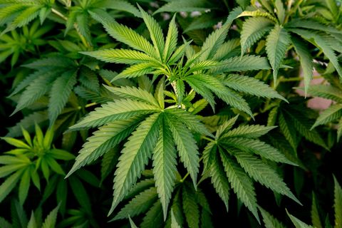 Cannabis-Pflanze