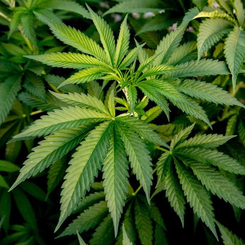 Cannabis-Pflanze