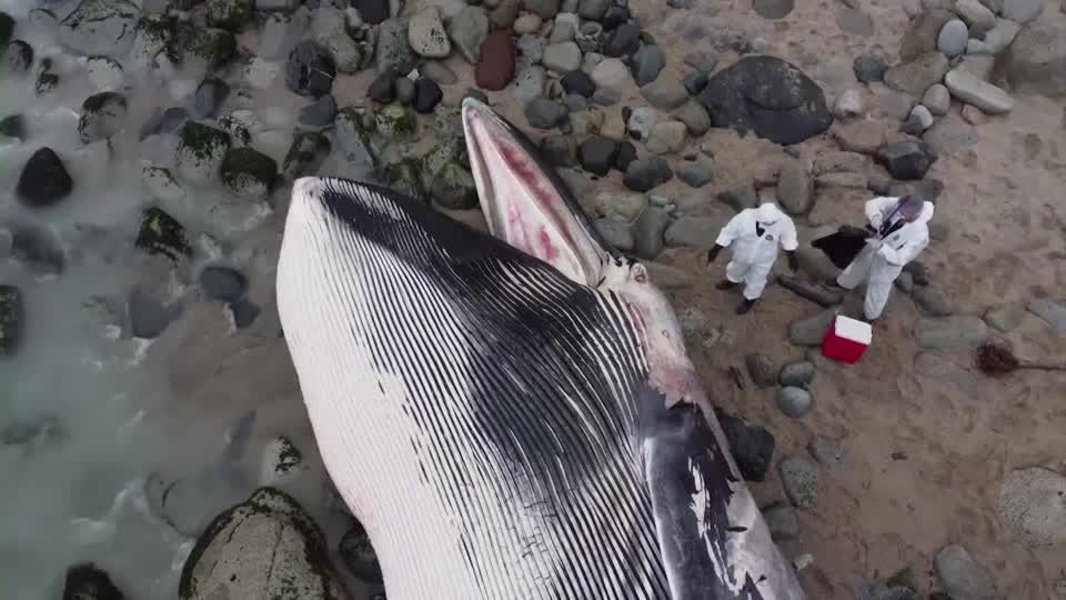 Video: Peru: Gestrandeter Wal gibt Wissenschaftlern Rätsel auf