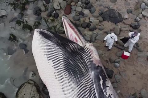 Video: Peru: Gestrandeter Wal gibt Wissenschaftlern Rätsel auf