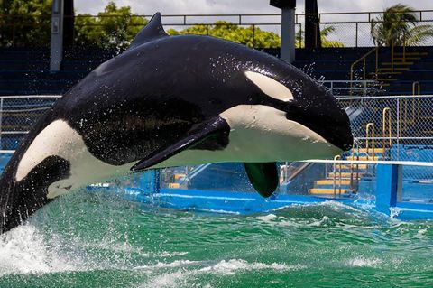 Orca Toki vollführt einen Sprung in einem Wasserbecken im Miami Seaquarium
