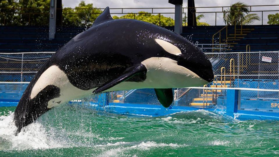 Orca Toki vollführt einen Sprung in einem Wasserbecken im Miami Seaquarium