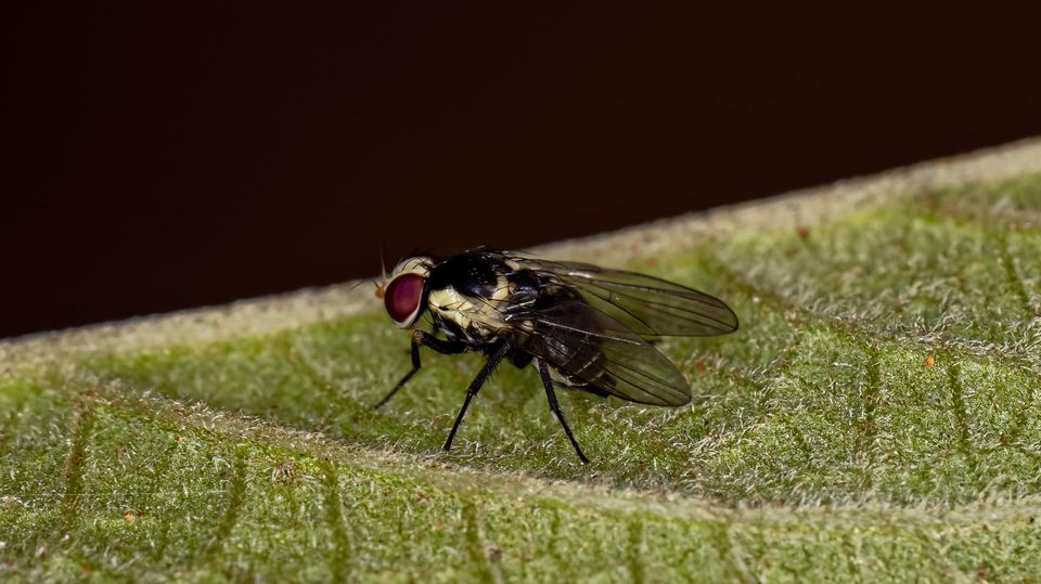 Erwachsene Minierfliege der Familie Agromyzidae
