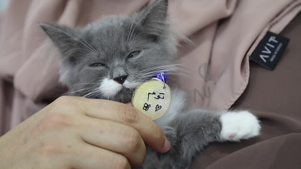 Video: Erstes Katzenkaffee in Gaza eröffnet