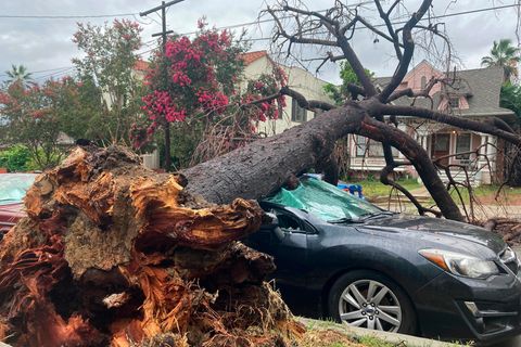Los Angeles: ein durch Sturm Hilary entwurzelter Baum liegt auf einem dunkelblauen Pkw