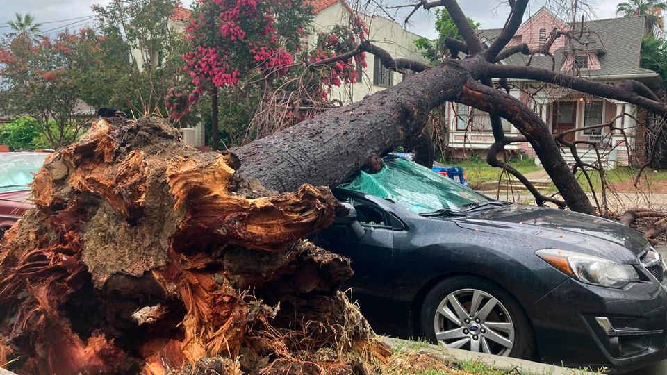 Los Angeles: ein durch Sturm Hilary entwurzelter Baum liegt auf einem dunkelblauen Pkw