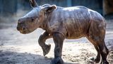 Nashornbaby erkundet erstmals die Außenanlagen im Schweriner Zoo