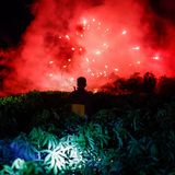 Rotes Feuerwerk über den Pflanzen