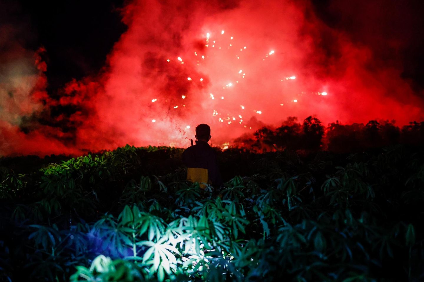 Rotes Feuerwerk über den Pflanzen
