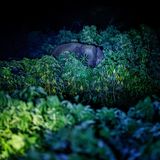 Ein Elefant steht hinter Pflanzen im Dunkeln und wird angeleuchtet