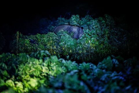 Ein Elefant steht hinter Pflanzen im Dunkeln und wird angeleuchtet