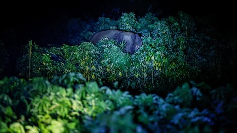 Ein Elefant steht hinter Pflanzen im Dunkeln und wird angeleuchtet