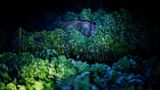Ein Elefant steht hinter Pflanzen im Dunkeln und wird angeleuchtet
