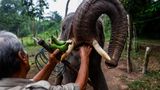 Ein Elefant wird mit Bananen gefüttert