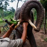 Ein Elefant wird mit Bananen gefüttert