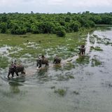 Luftaufnahme, wie Elefanten hintereinander durch Wasser laufen