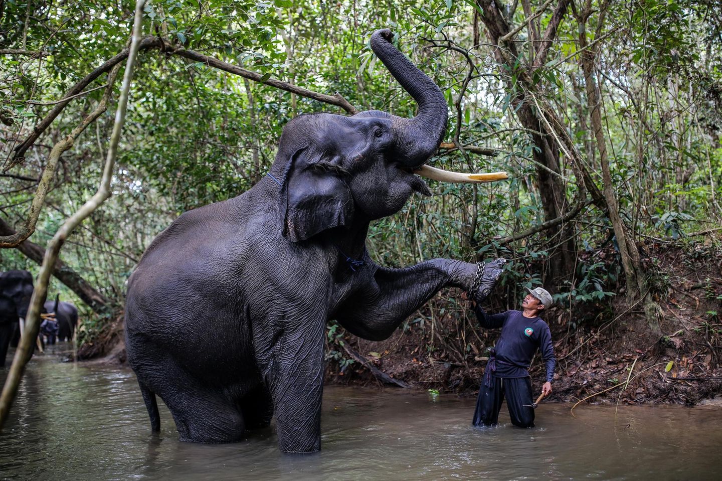 Ein Elefant und ein Mensch stehen nebeneinander im Wasser