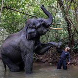 Ein Elefant und ein Mensch stehen nebeneinander im Wasser