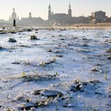 Vereiste Elbwiesen am Morgen vor der Dresdner Altstadt