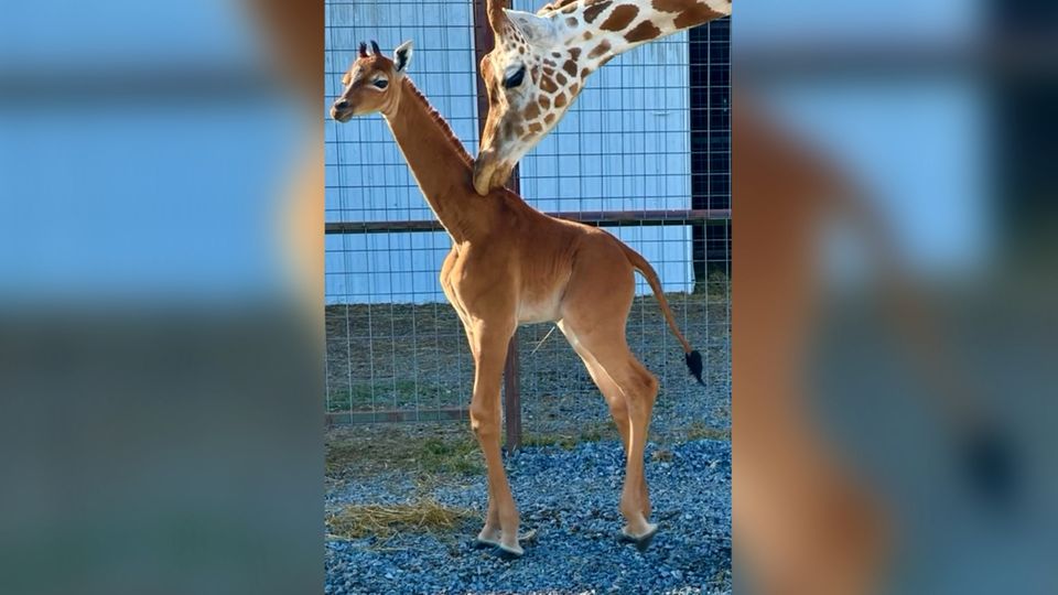Weltweit vermutlich einzigartig: Fleckenlose Giraffe in Tennessee geboren