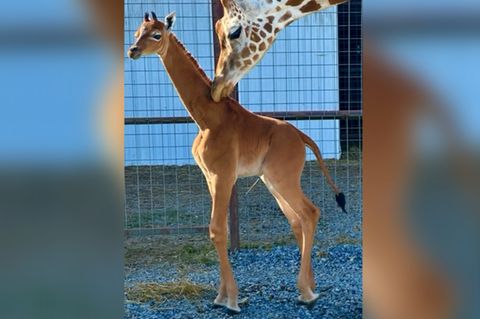Weltweit vermutlich einzigartig: Fleckenlose Giraffe in Tennessee geboren