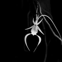 Die Geisterorchidee