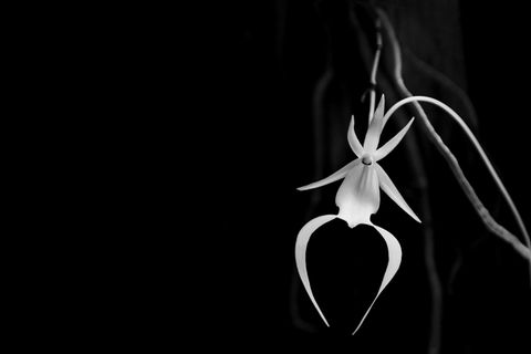 Die Geisterorchidee
