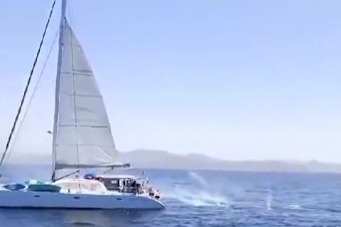 Gibraltar: Segler schießen Seenotraketen auf "spielende" Orcas