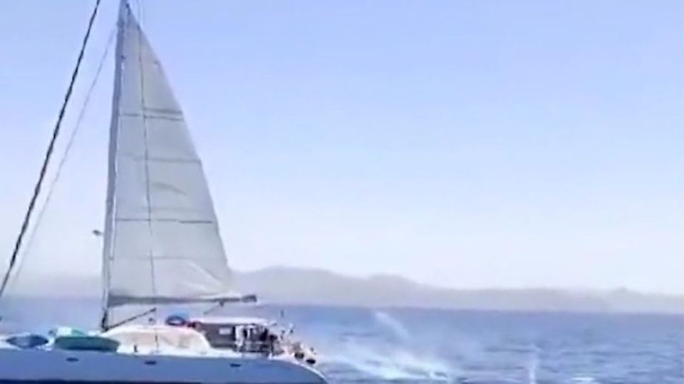 Gibraltar: Segler schießen Seenotraketen auf "spielende" Orcas