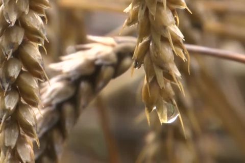 Video: Dürre und Dauerregen: Getreideernte 2023 unter dem Durchschnitt