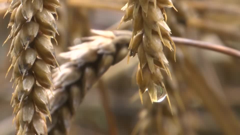 Video: Dürre und Dauerregen: Getreideernte 2023 unter dem Durchschnitt