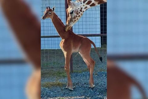 Video: Ohne Netz und Flecken