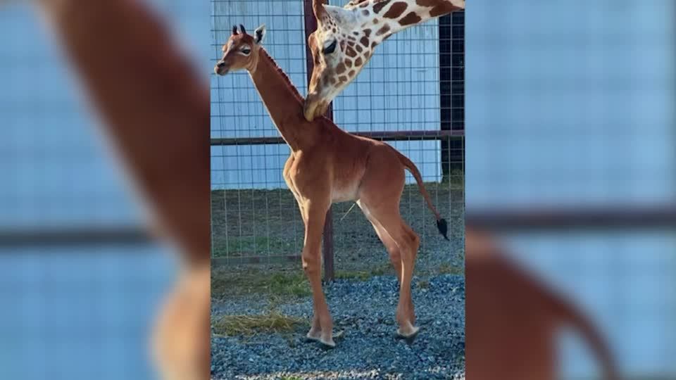 Video: Ohne Netz und Flecken