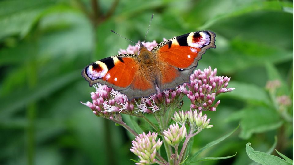Insektensterben: Ein Tagpfauenauge, ein Schmetterling, sitzt auf einer Pflanze