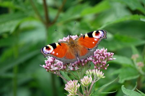 Insektensterben: Ein Tagpfauenauge, ein Schmetterling, sitzt auf einer Pflanze