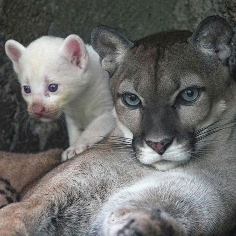 Die Puma-Mutter und ihr Kleines: "Wir tun alles, damit er so gesund wie möglich bleibt"