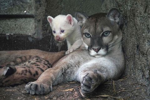 Die Puma-Mutter und ihr Kleines: "Wir tun alles, damit er so gesund wie möglich bleibt"