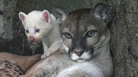 Die Puma-Mutter und ihr Kleines: "Wir tun alles, damit er so gesund wie möglich bleibt"
